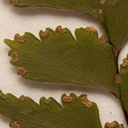 Adiantum formosum. Close up, WELT P022571, Woodville, showing lamina segments attached in one corner, antrorse hairs on pinna costae, and glabrous abaxial lamina surfaces.
 Image: B. Hatton © Te Papa CC BY-NC 3.0 NZ